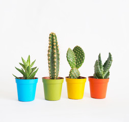 lot of cacti in colorful pots. White background. Decor for child's room. Advertising.