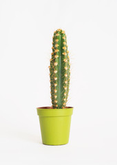 lot of cacti in colorful pots. White background. Decor for child's room. Advertising.