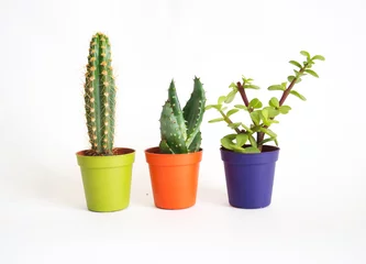Glasschilderij Cactus in pot veel cactussen in kleurrijke potten. Witte achtergrond. Decoratie voor de kinderkamer. Reclame.