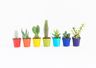 lot of cacti in colorful pots. White background. Decor for child's room. Advertising.