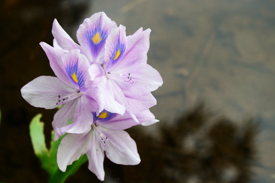 Purple Flower of Eichhornia crassipes