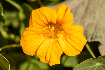 Bright yellow flower
