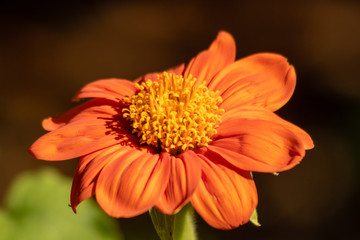 Bright orange flower