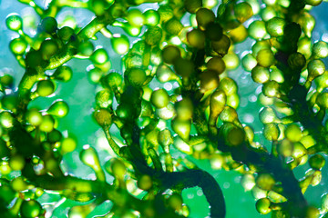 Scientists are developing research on algae. Bio-energy, biofuel, energy research