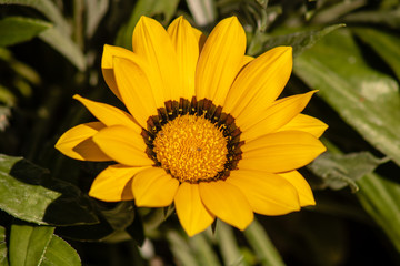 Obraz premium Bright yellow flower