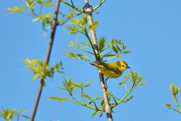 Yellow Warbler