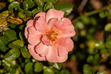 Pink roses