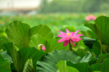 Lotus flowers in the lotus pond of the city park, beautiful lotus leaves, close-up shots.