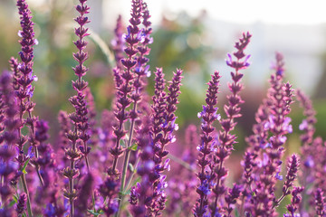 Obraz premium Outdoor spring, blooming purple sage, backlit closeup，Salvia nemorosa
