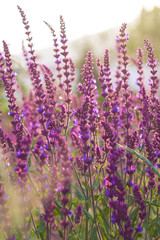 Fototapeta na wymiar Outdoor spring, blooming purple sage, backlit closeup，Salvia nemorosa