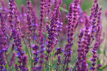 Obraz premium Outdoor spring, blooming purple sage, backlit closeup，Salvia nemorosa