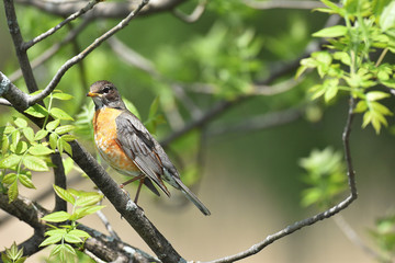 American Robin resting on a branch