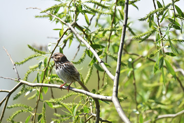Song Sparrow resting on a branch