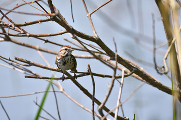 Song Sparrow resting on a branch