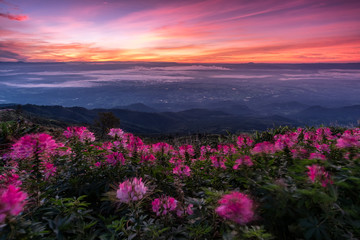 Beautiful view of Phu Tub Berk hill with field of cabbages in morning in sun light in morning. Phu Hin Rong Kla National Park in Thailand.