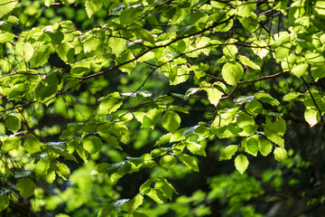 Spring in Hellenthal