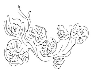 Abstract hand drawn lotus leaves isolated on white background. Exotic botanical design vector elements for wedding invitation cards, cosmetics, perfume, beauty salon. Outline icon.