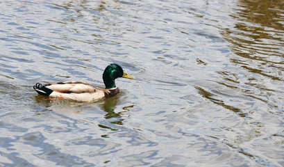 duck in the water