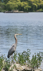 great blue heron in the water