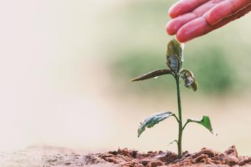 Farmer's hand watering a young plant on green bokeh nature. Beautiful leaf texture in nature. Natural background. close-up of macro with free space for text.