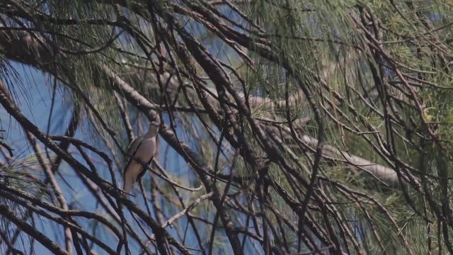 Grey roller bird rolinha sitting on tree.
