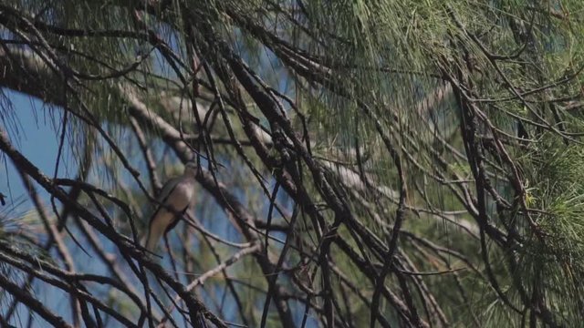 Grey roller rolinha bird sitting on tropical tree.