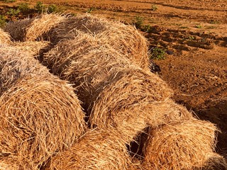 役割を待つ牧草