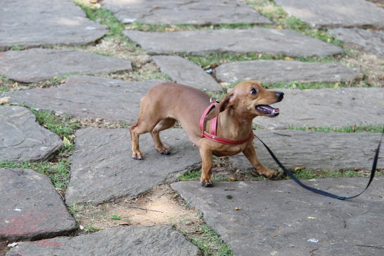Alegria animal 