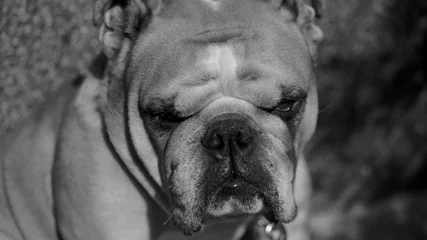 Foto op Plexiglas Franse bulldog dog or devil 
