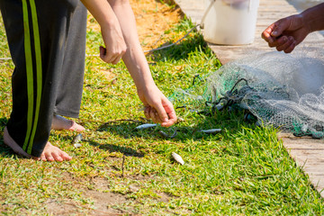 Fototapeta na wymiar Hands which Collect Small Fish Captured by a Fishnet