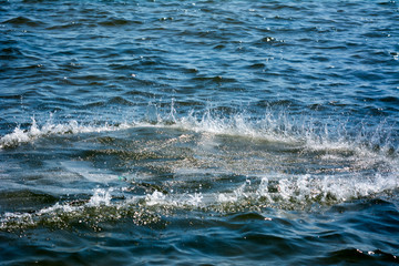 Fototapeta premium Squirtings produced by Circular Fishnet Launched in the Sea