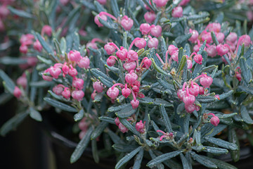 pink bog rosemary blooming in spring garden