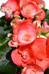 ベゴニア、リーガーベゴニア、リーガースベゴニア、エラチオール・ベゴニア、花、家庭園芸イメージ素材