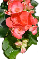 ベゴニア、リーガーベゴニア、リーガースベゴニア、エラチオール・ベゴニア、花、家庭園芸イメージ素材