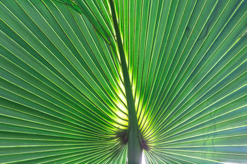 Fototapeta premium palm tree leaf