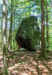 Glacial boulder in the woods