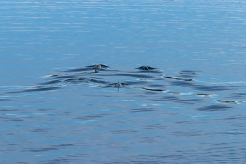 Fototapeta premium dolphins swimming away in blue water in spring