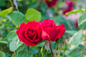Outdoor spring, red roses blooming, Chinese rose