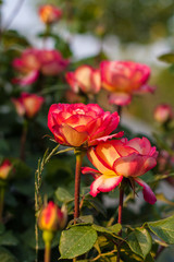 Outdoor spring, red roses blooming, Chinese rose