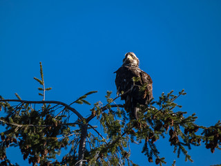 large young eagle perched on top of pine looking around blue sky