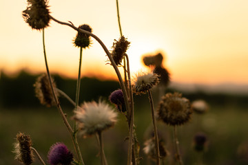 Flowers during a beautiful sunset in the mountains