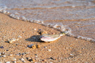 Dead fish at shore