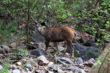 deer in the forest