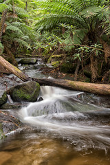 Creek with running water in the forest. Victoria, Australia.