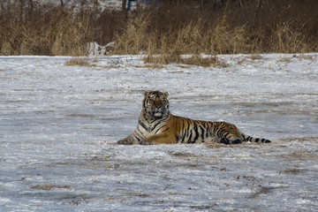 Fototapeta premium Harbin China, Siberian tiger laying in open winter field