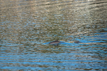 afternoon water of puget sound with dolphin swimming