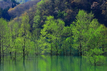 新緑の錦秋湖