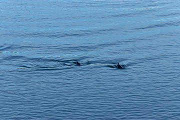 Fototapeta premium small bodies of dolphin rise up in blue water of puget sound