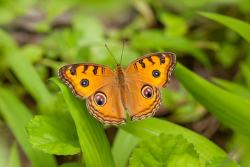 Wet-season form of Junonia almana, the peacock pansy is a species of nymphalid butterfly found in South Asia