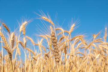 Beautiful wheat field during harvest time, background